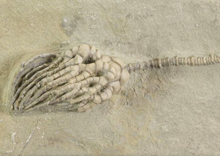 Cyathocrinus Crinoid Fossil - Crawfordsville, Indiana #78253